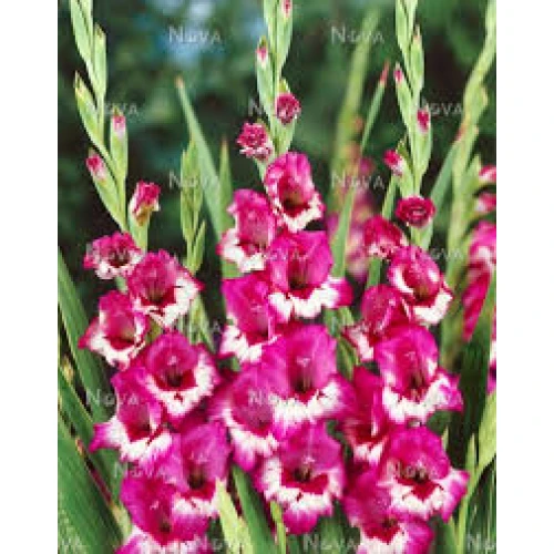 Gladiolus Jo Jo